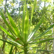 Dracaena reflexa Bois de chandelle Aspa ragaceae Indigène La Réunion 1417.jpeg
